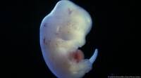 日本批准突变的老鼠-人类出生以创造具有完整人体器官的动物