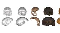 科学家在计算机上找到了人类祖先的头骨