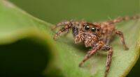蜘蛛可以在地球上的电场的帮助下飞行数百英里