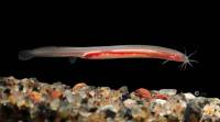 像布甲这样的鳗鱼: 喀拉拉邦的科学家发现了新的地下鱼类物种