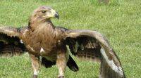 迁徙的老鹰为俄罗斯的科学家带来了巨大的漫游费用