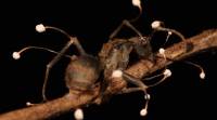 这种真菌将蚂蚁变成僵尸，然后使它们的身体爆炸