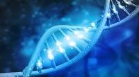 IIT-Hyd研究人员解开修复受损DNA的蛋白质