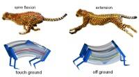 科学家根据猎豹的生物力学制造最快的软机器人