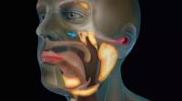 科学家在研究前列腺癌时发现了人类喉咙中的新器官
