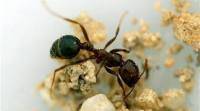 6000万年前蚂蚁学会耕种; 10,000年前