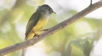 鸟类爱好者帮助科学家发现喙进化的秘密