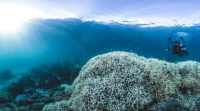 在大堡礁上发现了古代海底滑坡的残留物