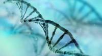 科学家创建了第一个活性DNA的3D结构