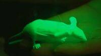 斯坦福大学的科学家创造了黑暗中的辉光小鼠，可能会推进基因疗法