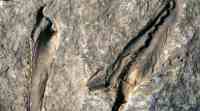 科学家发现了4亿岁的2米长的 “抓钩” 蠕虫