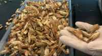 埃及研究人员使用虾壳制造可生物降解的塑料