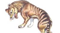 在 “灭绝” 后近80年，对塔斯马尼亚虎进行了新的狩猎