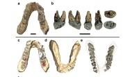 第一个人类祖先是在欧洲而不是非洲进化的: 研究