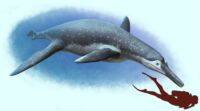 Pliosaurus，在俄罗斯发现的1.3亿岁海洋爬行动物化石