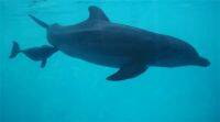 巨大的水下触摸屏可测试海豚的智能