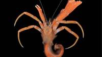科学家刚刚发现了一种新的独特的寄居蟹