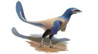 新发现的类鸟恐龙