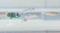 与鱼一起游泳、跟踪行为发展的微型机器人