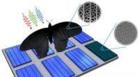 在太阳能电池上产生的蝴蝶翅膀纳米结构，效率提高了200%