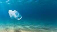 海洋生物增强了塑料污染，将塑料袋切成百万个: 研究