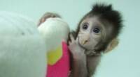 中国科学家成功克隆了猴子; 人类可能是下一个