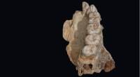 在以色列海法附近的山洞中发现了非洲以外最古老的人类遗骸