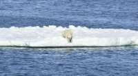 气候变化饮食: 北极海冰薄，北极熊也是如此