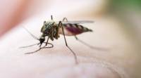 海得拉巴大学团队开发了杀死致命疟疾寄生虫的药物