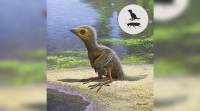 1.27亿岁的幼鸟化石揭示了鸟类的进化