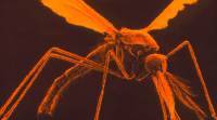 科学家计划如何消除疟疾: 通过使蚊子自毁