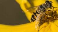 真相蜜蜂告诉我们: 为什么气候变化的威胁是我们无法消除的警告