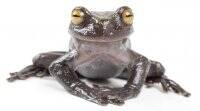 在安第斯山脉发现的新树蛙物种