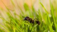 解释: 蚂蚁如何嗅出正确的道路