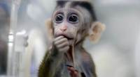 中国科学家成功克隆5只基因编辑猴