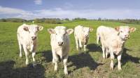 英国的母牛获得了Tinder风格的应用程序，因为育种者为牛群寻求 “moo love”