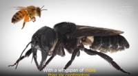 飞行斗牛犬: 40年后，世界上最大的蜜蜂在印度尼西亚回溯