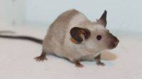 科学家用纳米颗粒注射给小鼠 “夜景”